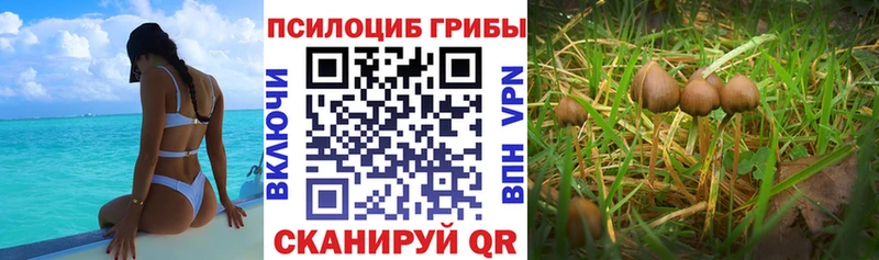 это клад Сибай Галлюциногенные грибы GOLDEN TEACHER купить закладку